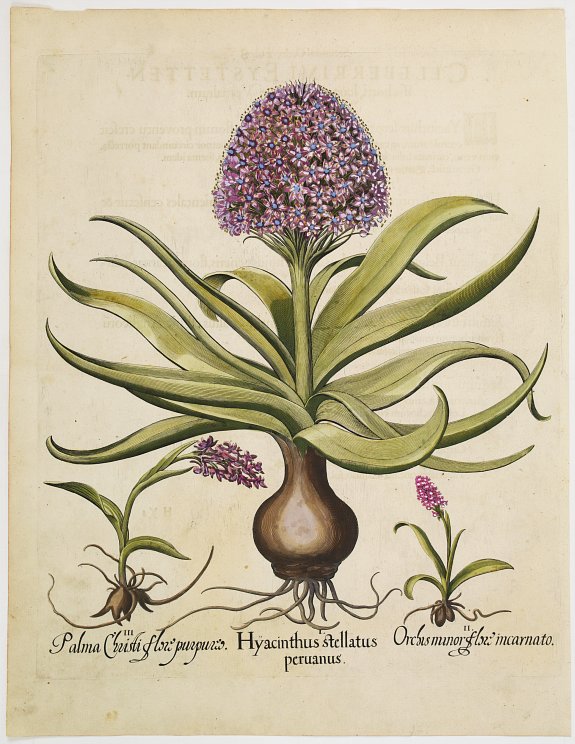 BASILIUS BESLER, Hyacinthus stellatus peruanus., antique map, old maps