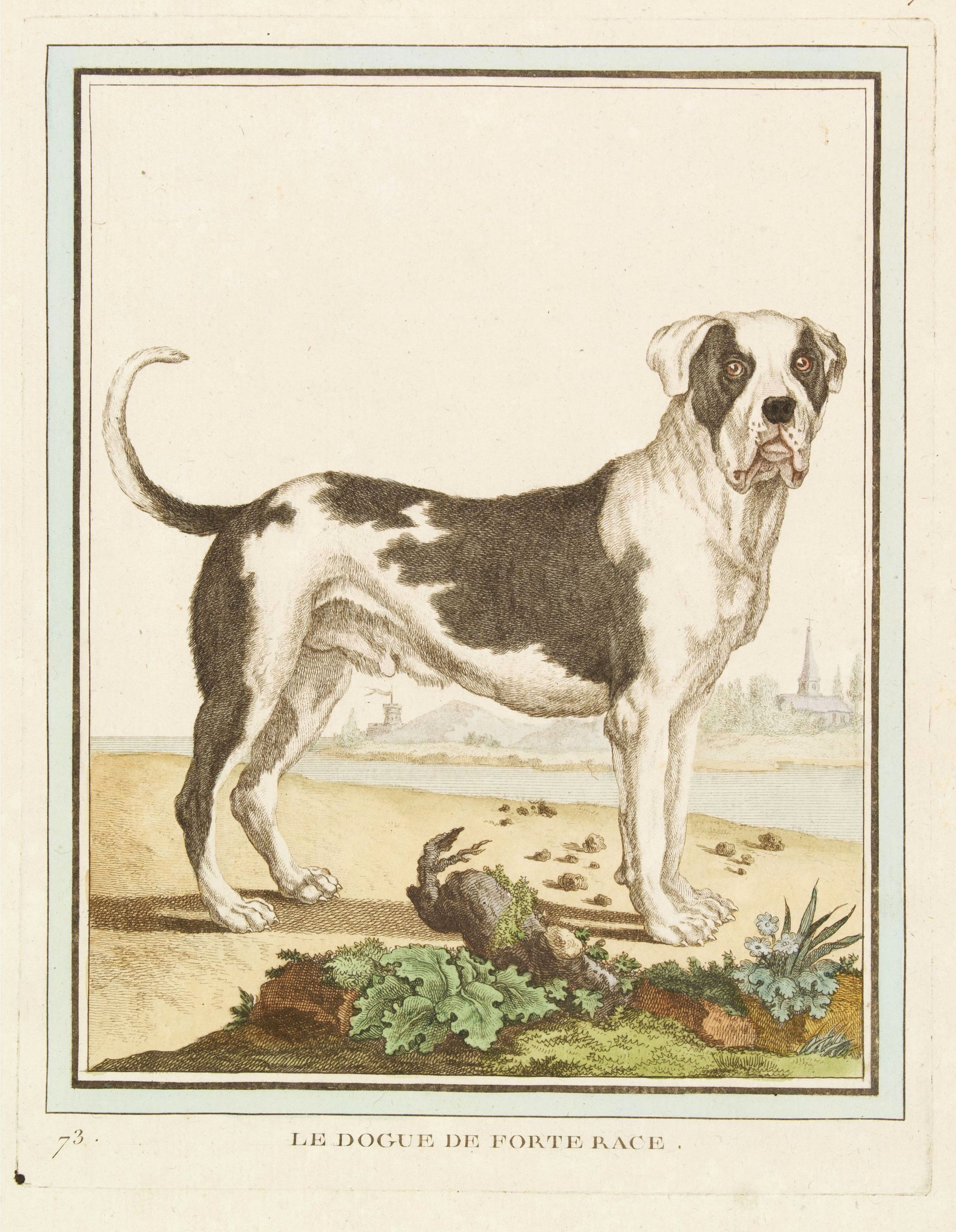 Old map by DE SÈVE - Le Dogue de Forte Race.