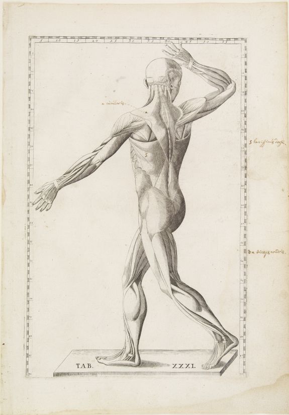 LANCISI, G.M.,  Anatomical print., antique map, old maps
