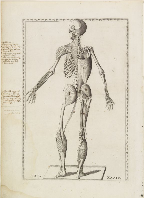 LANCISI, G.M.,  Anatomical print., antique map, old maps