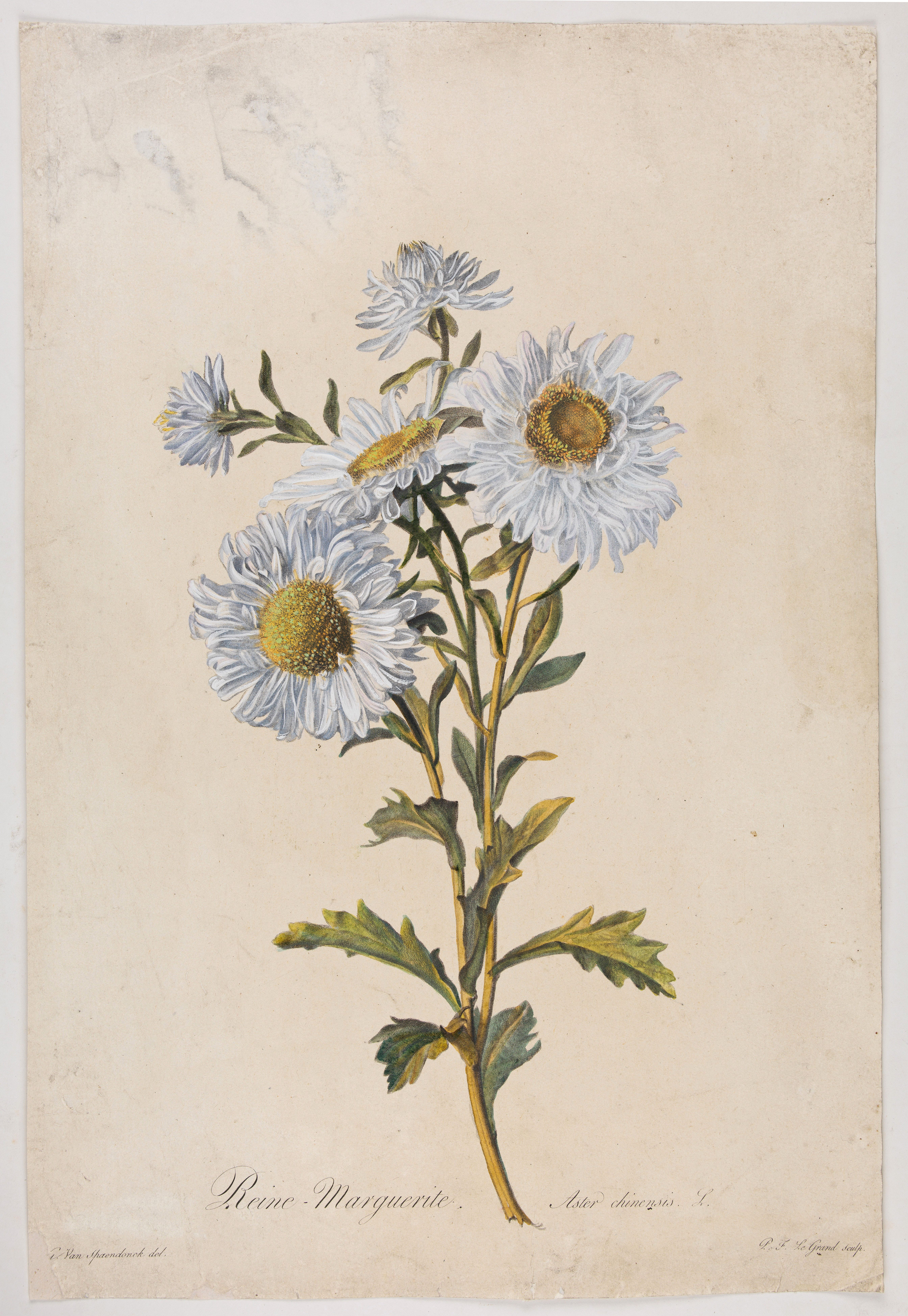 Old map by SPAENDONCK - Reine-Marguerite. Aster chinensis. L.