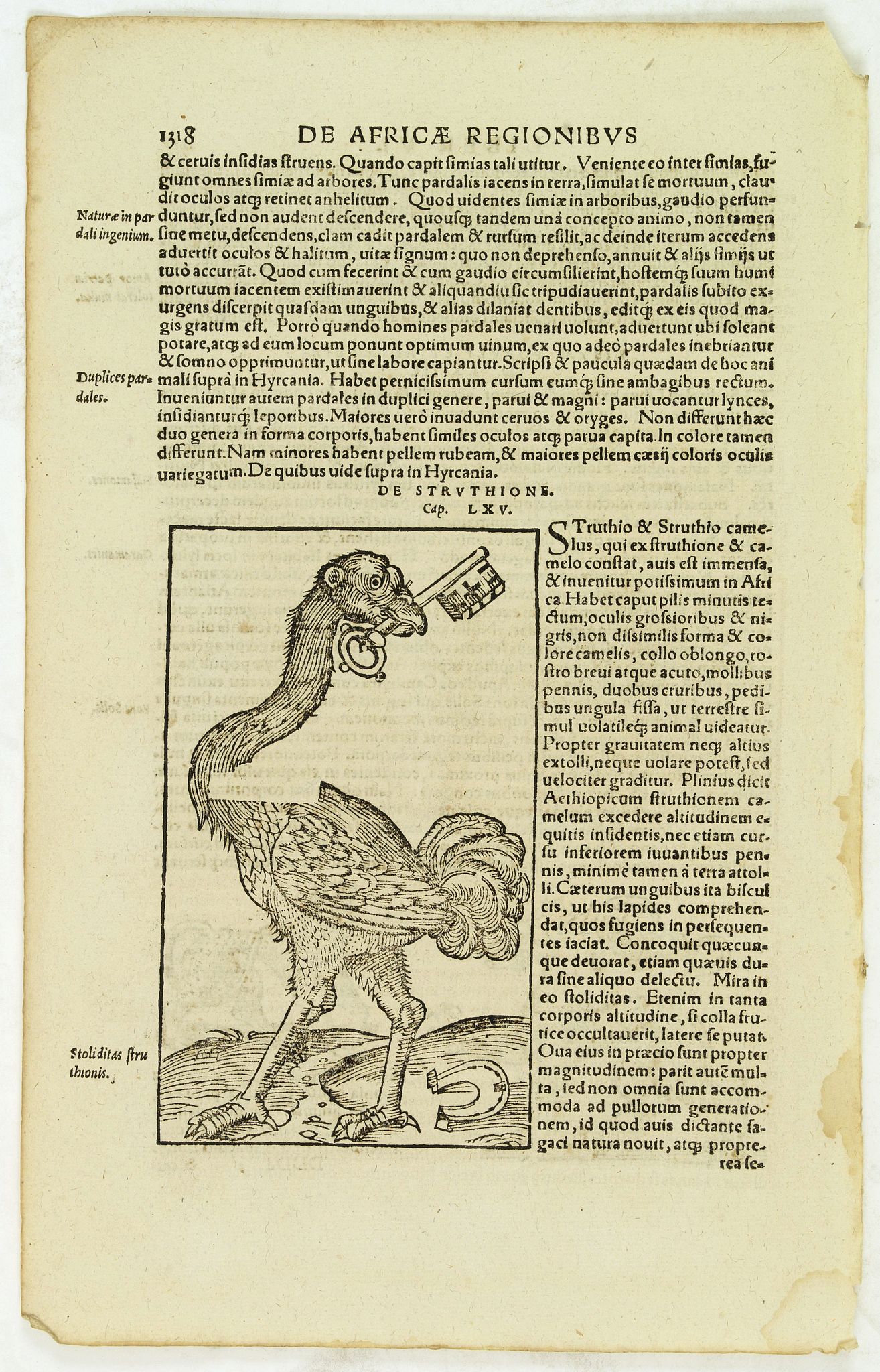 MUNSTER, S.,  Stoliditas struthionis [Ostrich], antique map, old maps