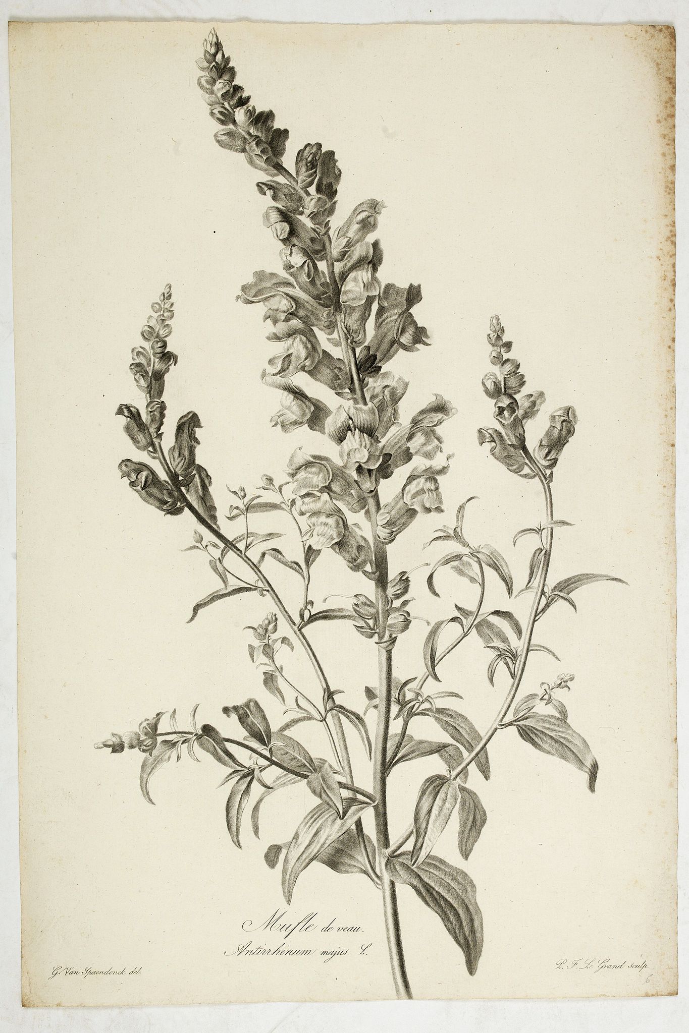 Old map by SPAENDONCK - Mufle de veau. Antirrhinum majus L.
