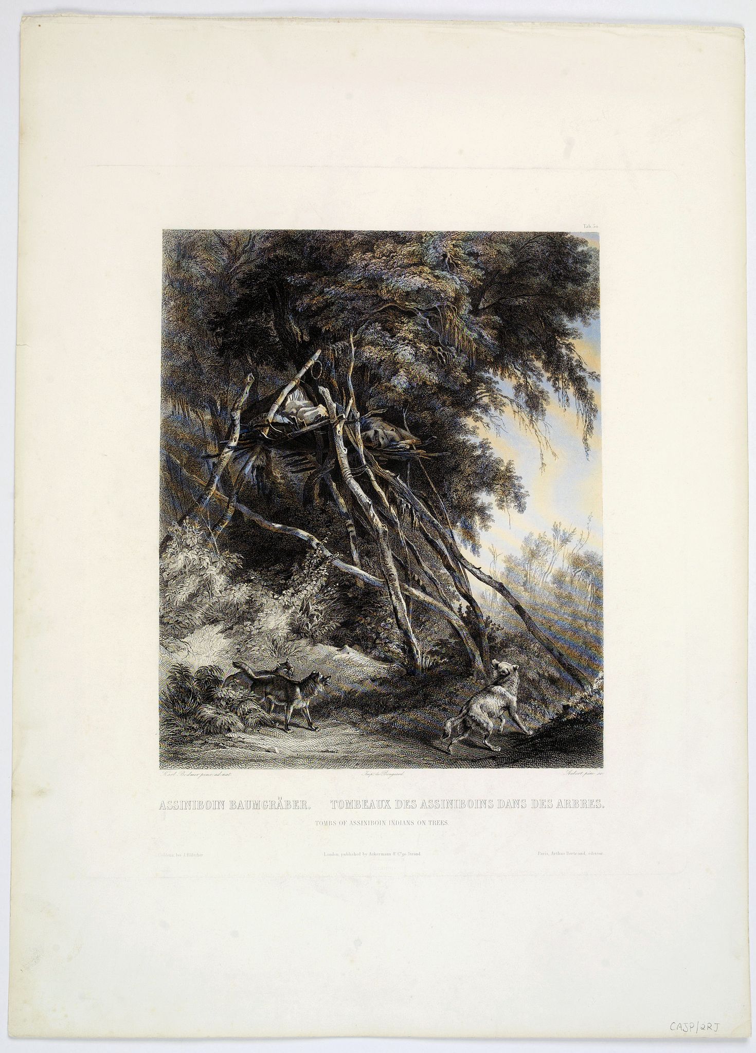 Old map by BODMER - Tombs of Assiniboin Indians on Trees.