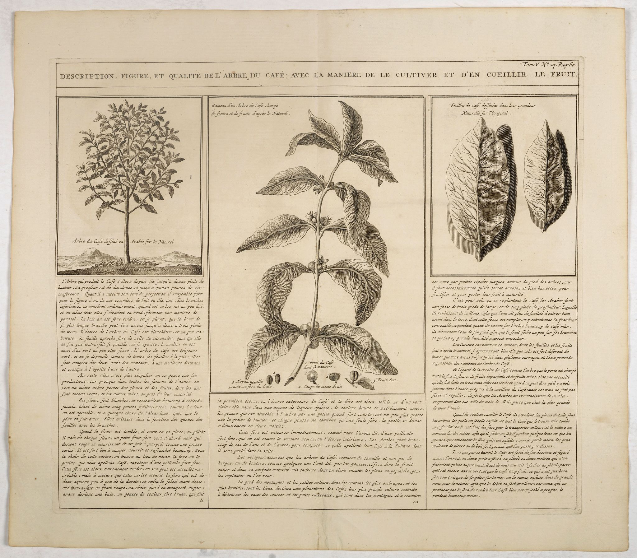 CHATELAIN, H., Description, figure et qualité de l'arbre, du café, avec la manière de le cultiver et d'en cueillir le fruit., antique map, old maps