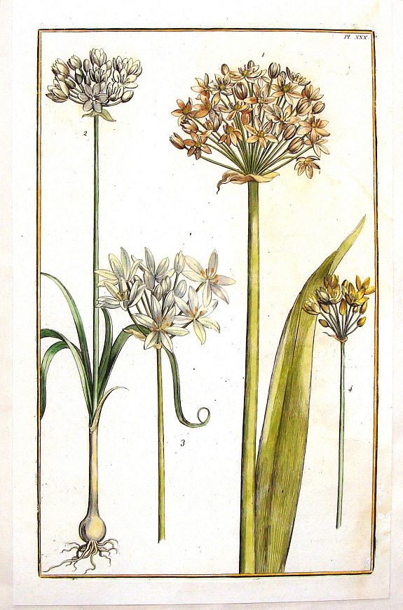 RABEL, D., Daniel Rabel Yellow & White Lilly - Pl. XXX., antique map, old maps