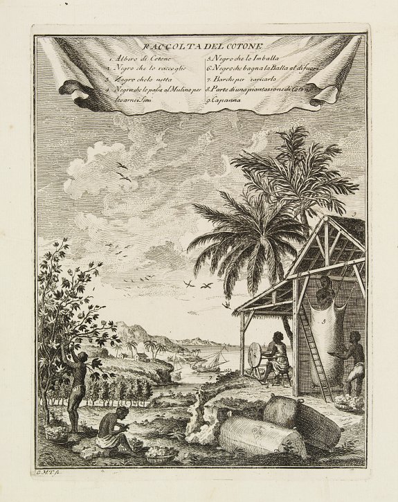 ANONYMOUS, Raccolta del Cotone., antique map, old maps