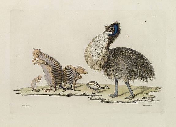 FERRARIO, G.,  [ Australian fauna ]., antique map, old maps