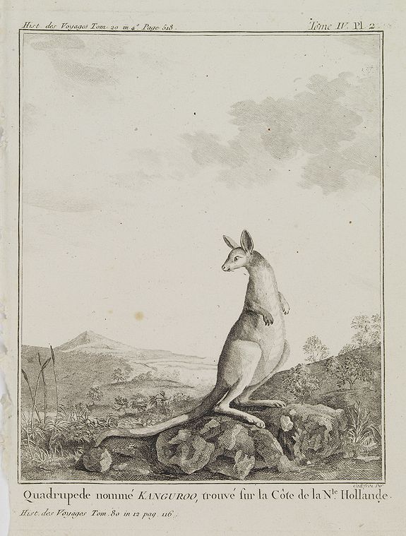COOK, Captain James.,  Quadrupede nomm� Kanguroo, trouv� sur la C�te de la Nle. Hollande.  [Tome IV Pl. 2.], antique map, old maps