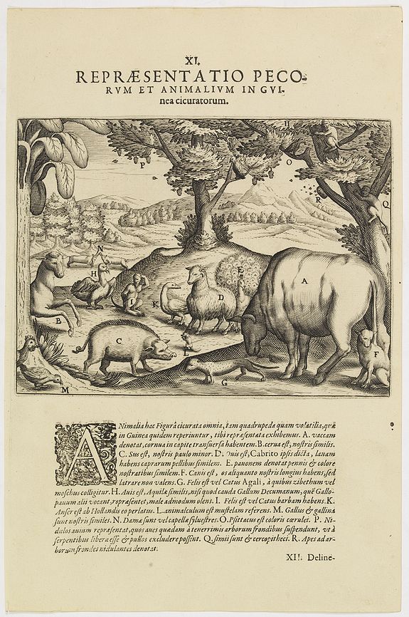 DE BRY, Th., XI. Repraesentatio Pecorum et animalium in Guinea cicuratorum., antique map, old maps
