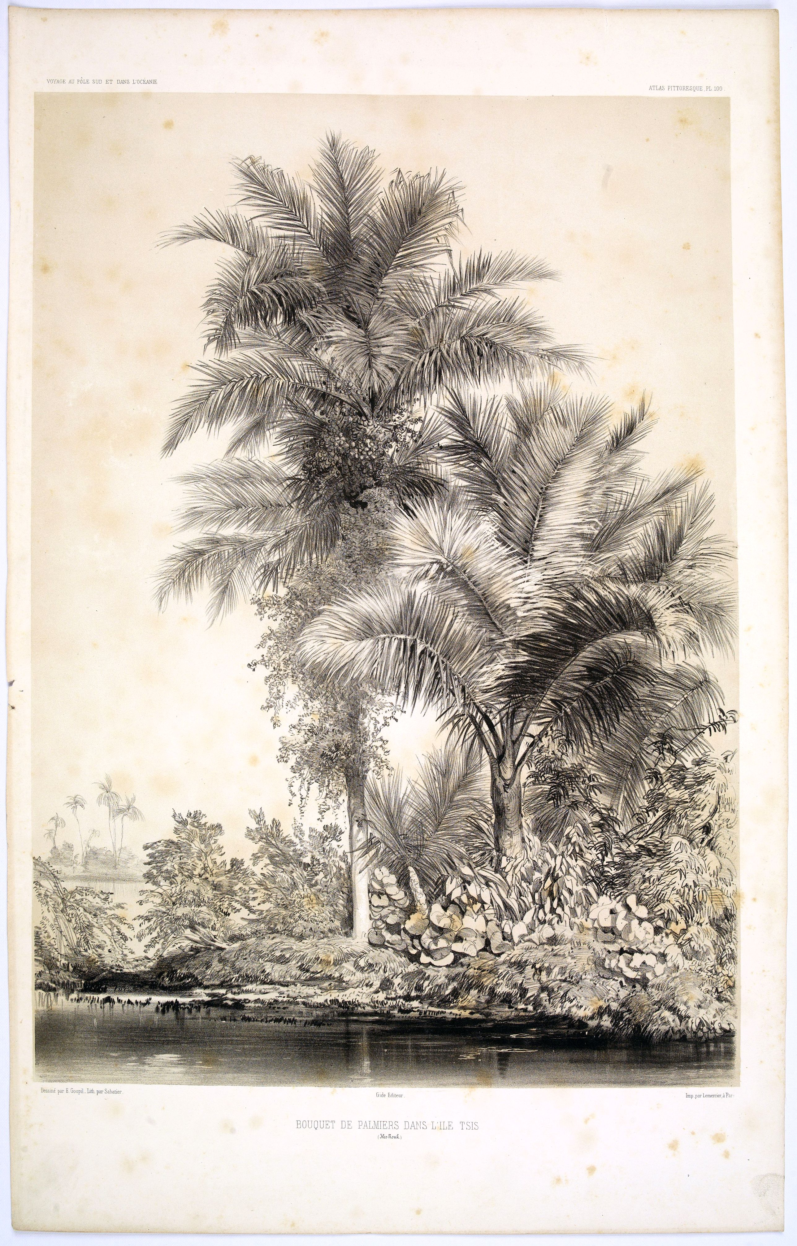 DUMONT D'URVILLE, Jules., Bouquet de Palmiers dans L'Ile Tsis., antique map, old maps