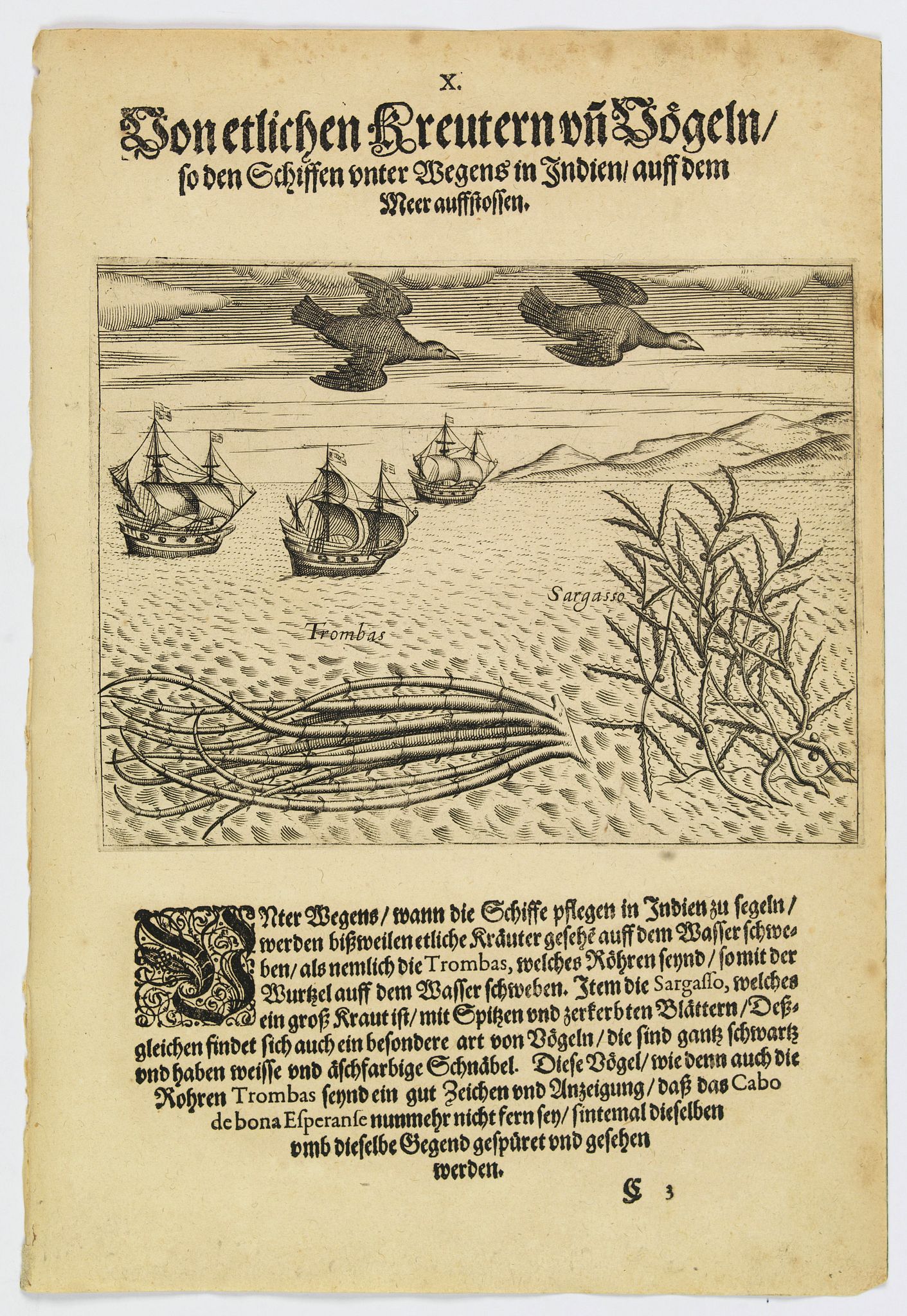DE BRY, Th., Seaweed and birds seen approaching the Cape of Good Hope., antique map, old maps