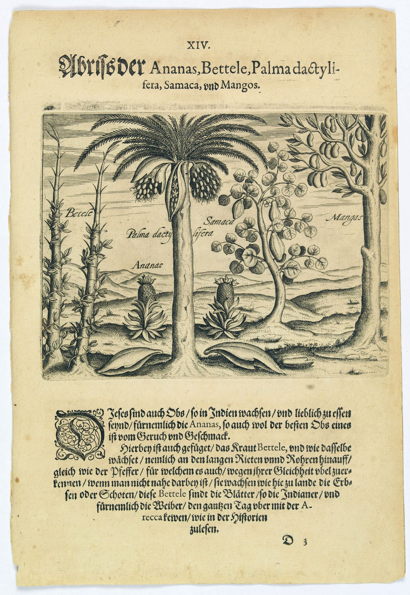 DE BRY, Th., Pineapple, Bettel, palma dactylifera, Samaca & Mango., antique map, old maps