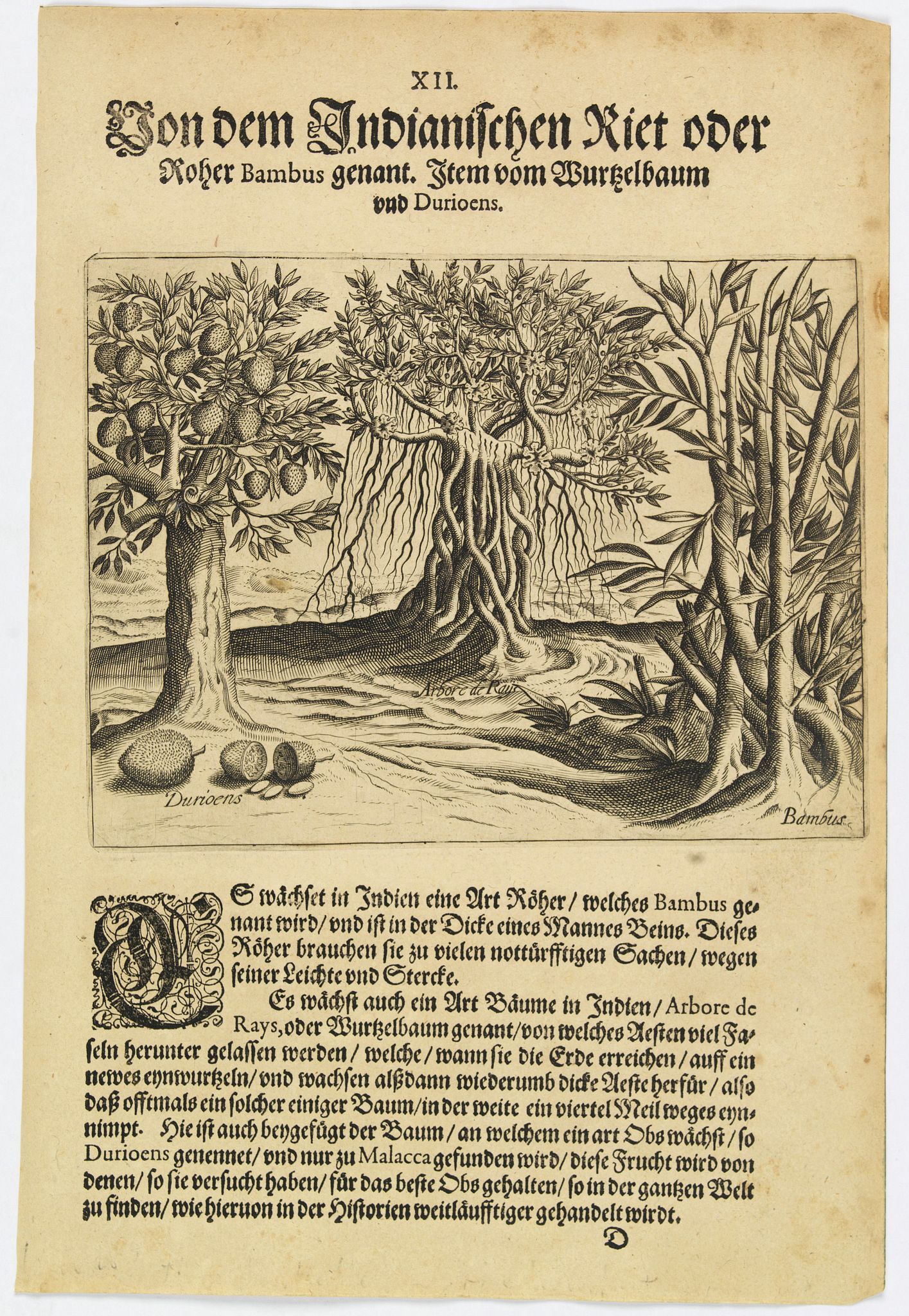 DE BRY, Th., The bamboo, the tree of roots and the Durian fruit., antique map, old maps