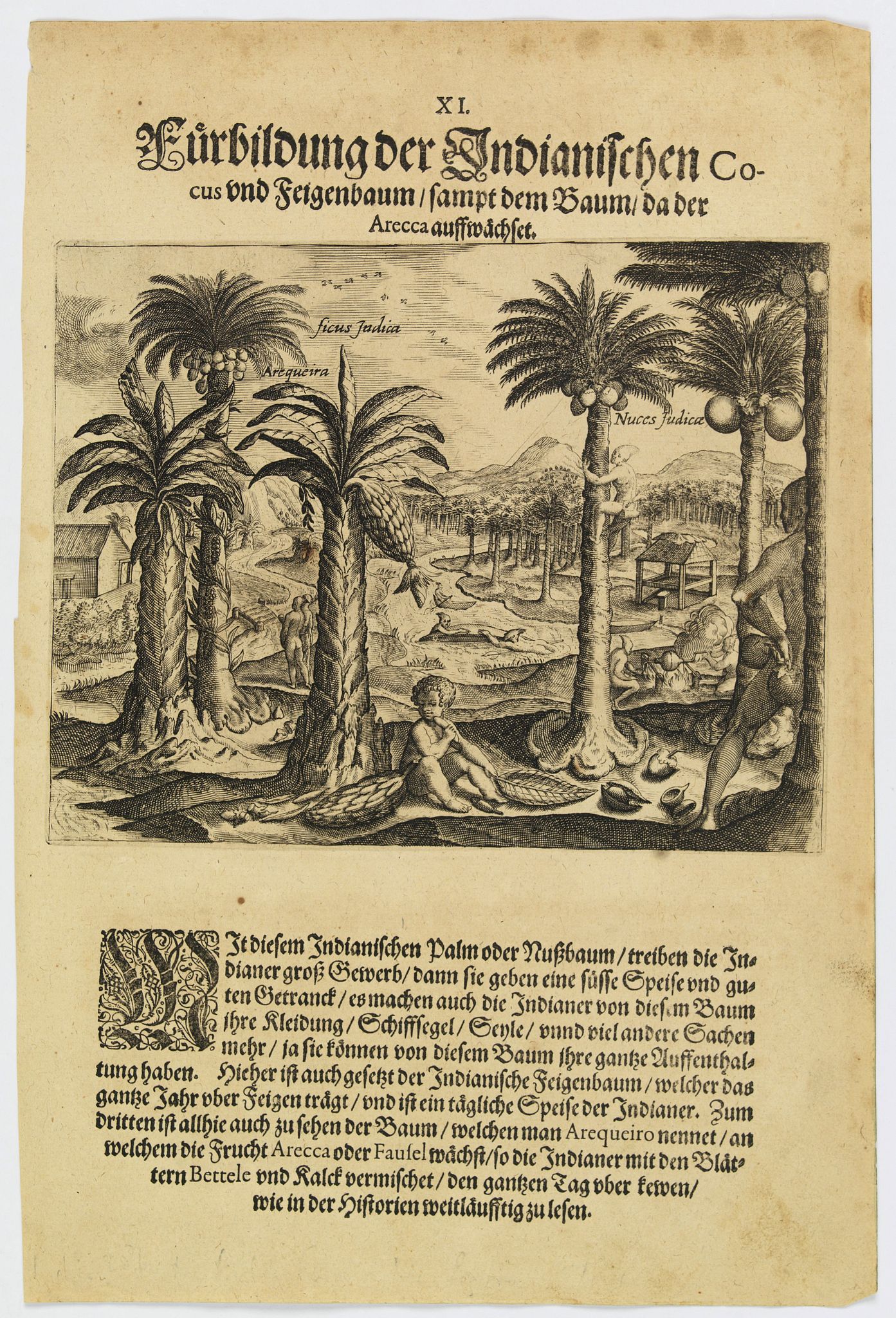 DE BRY, Th., The Indian coconut, fig-tree and others., antique map, old maps