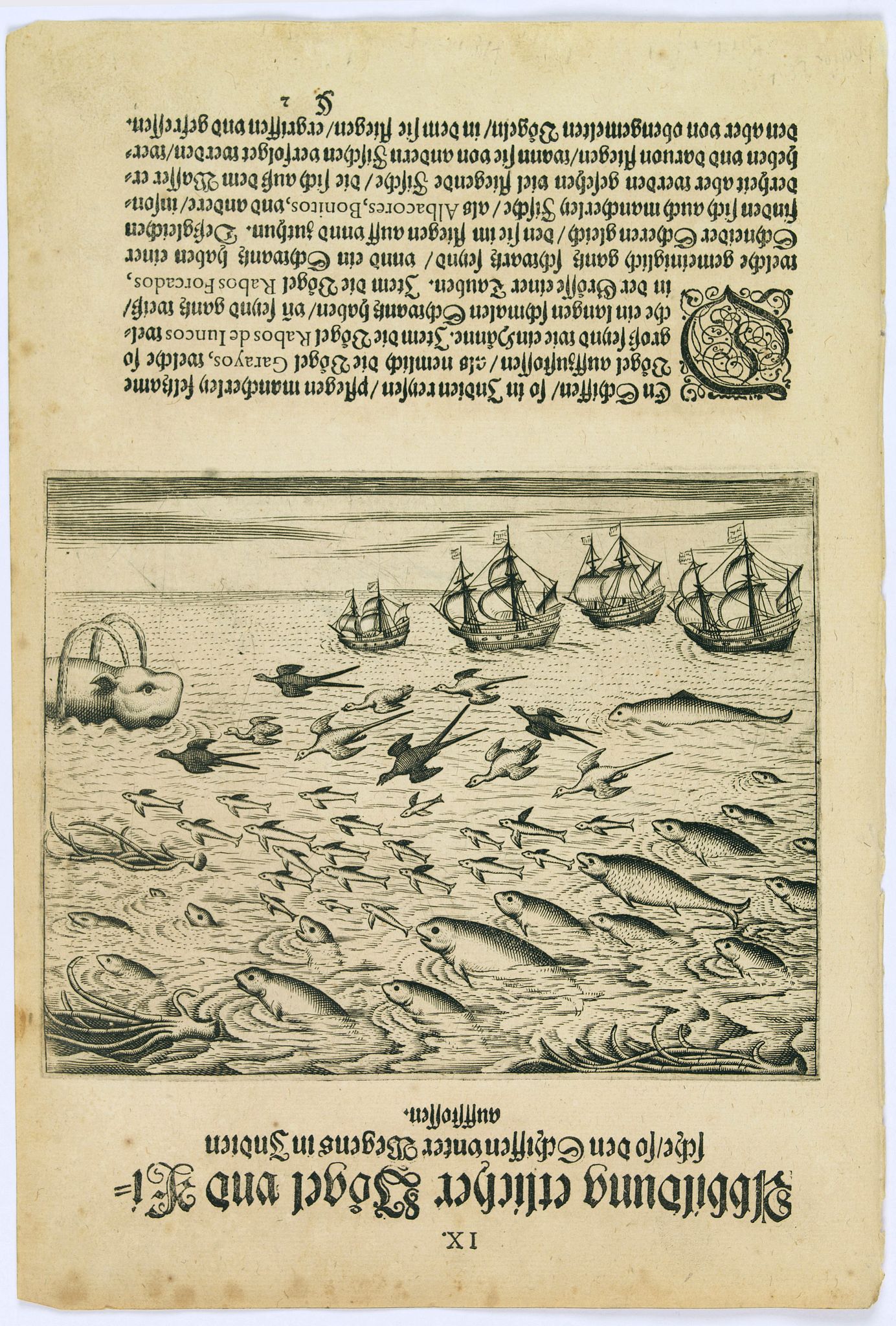 DE BRY, Th., Birds and fish seen during the voyage to India., antique map, old maps
