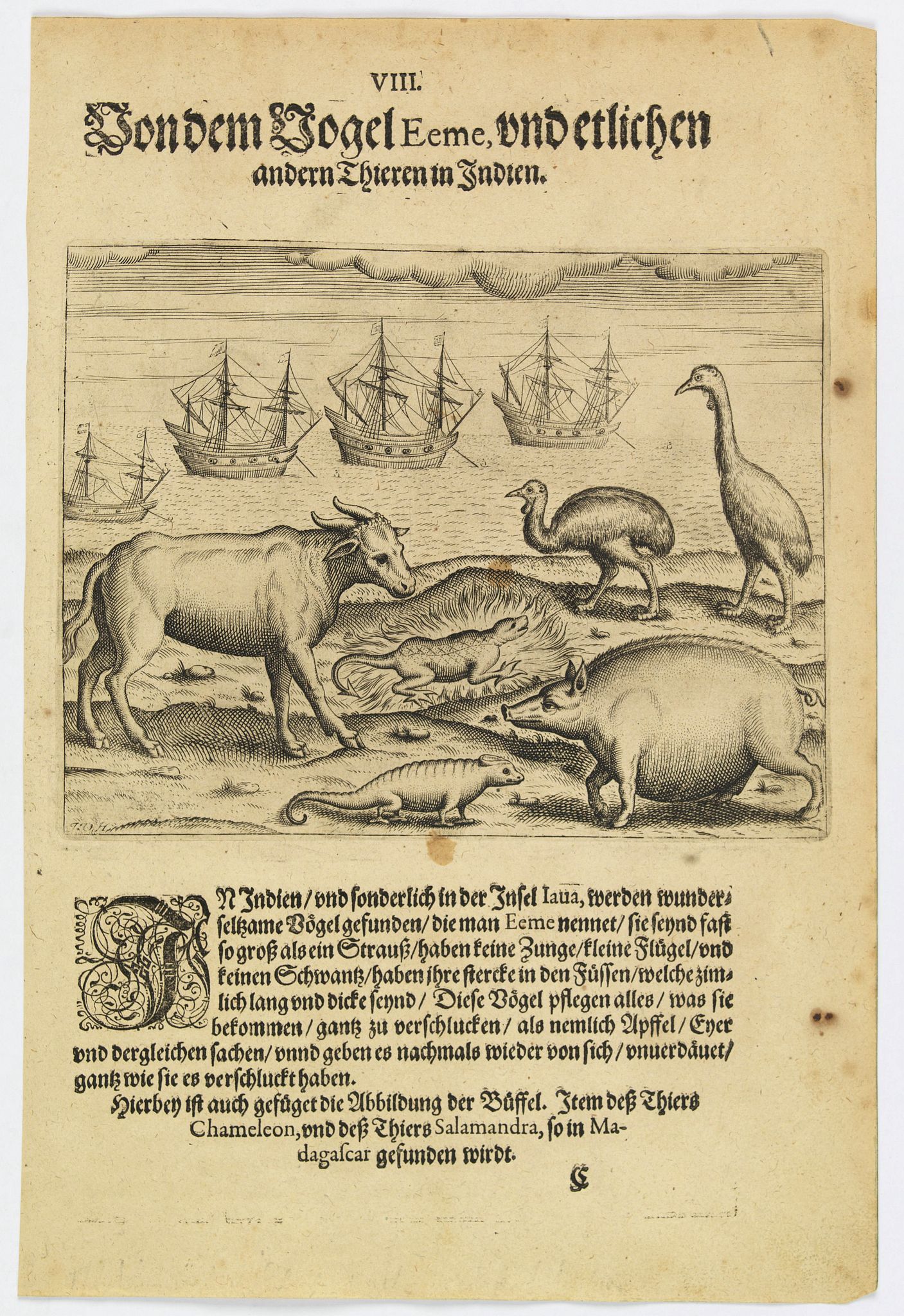 DE BRY, Th., The bird called 'Eeme' and other creatures of India., antique map, old maps