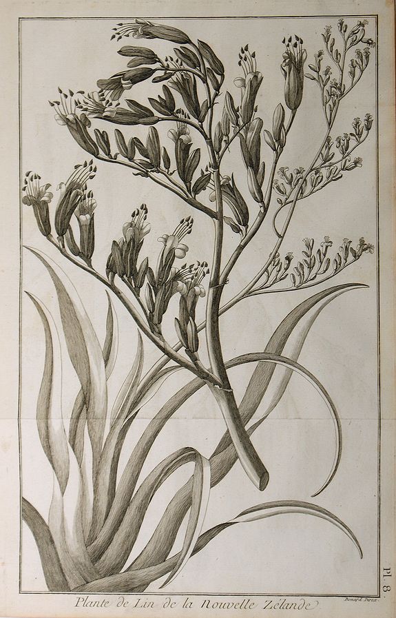 COOK, J., Plante de Lin de la Nouvelle Zélande., antique map, old maps
