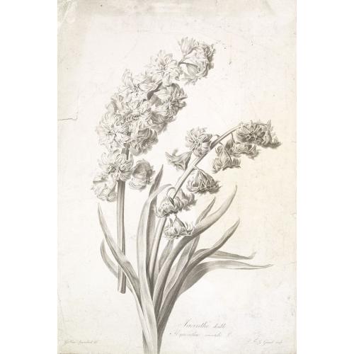 Old map image download for Jacinthe double. Hyacinthus orientalis. L.