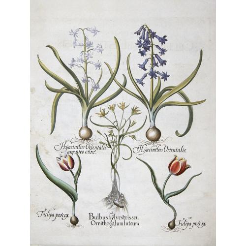 Old map image download for Bulbus sylvestrisseu Orithogallum luteum / Hyacinthus Orientalis/Hyacinthus Orientalis argenteo colore / Tulipa praecox/Tulipa praecox