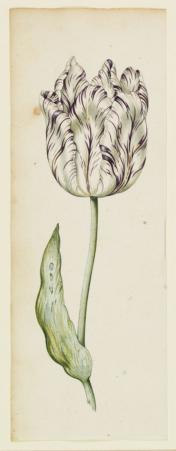 6620/820:Tulips [Drawing of a Tulip]