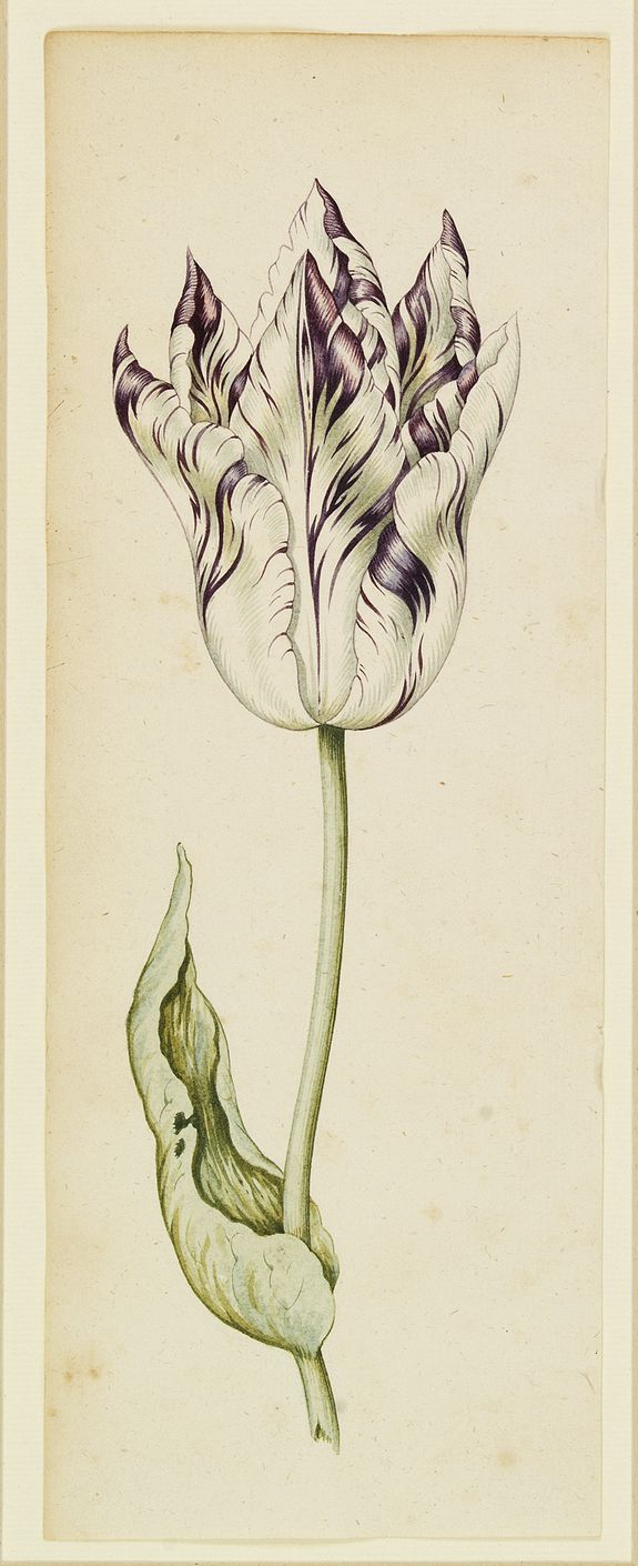 6621/820:Tulips [Drawing of a Tulip]