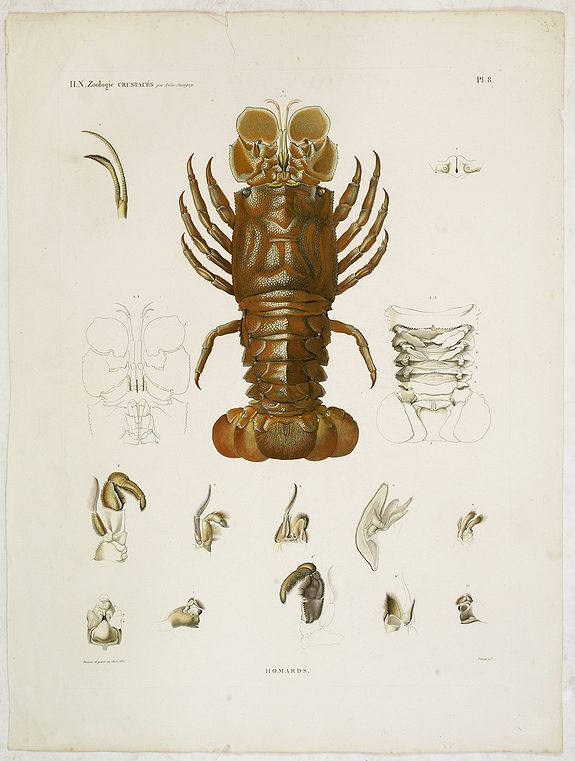 Lobster
