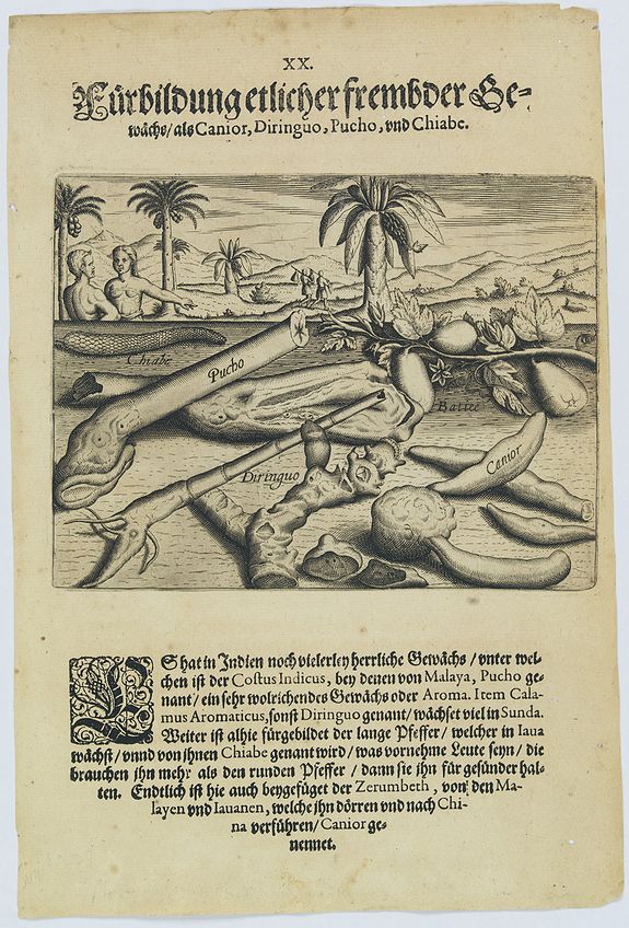 41373/250:Spices Plants, including the canior, diringuo, pucho and chiabe.