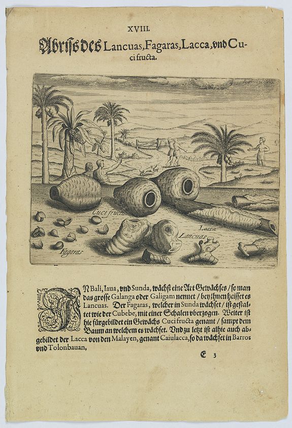 41375/250:Spices Illustrations of Lancuas, Fagaras, Lacca and Cuci fructa.