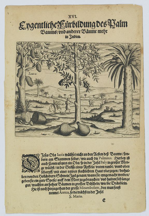 41376/250:Spices A picture of various trees including the palm tree.