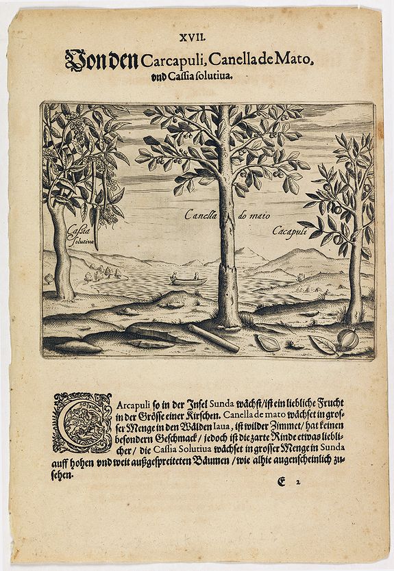 41546/250:Spices The carcapuli, canella de mato and cassia solutiva.