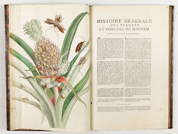 Maria Sibylla Merian