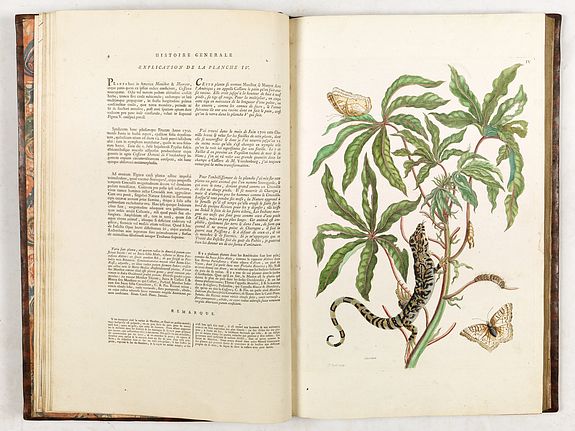 Maria Sibylla Merian