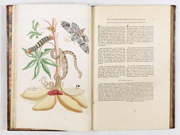 Maria Sibylla Merian