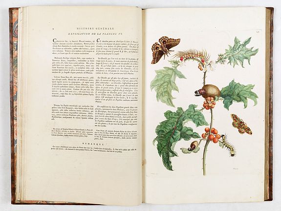 Maria Sibylla Merian