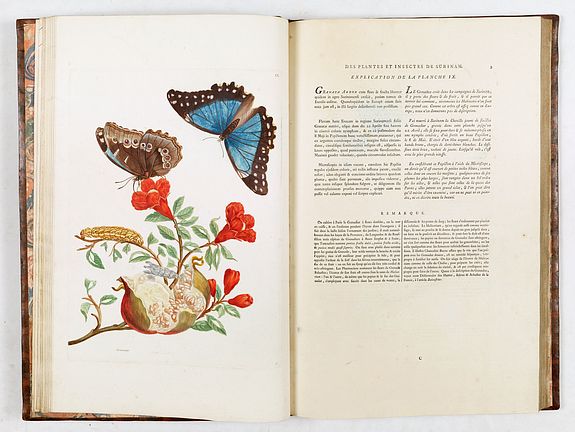 Maria Sibylla Merian