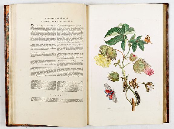 Maria Sibylla Merian