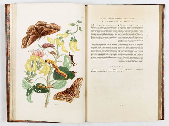 Maria Sibylla Merian