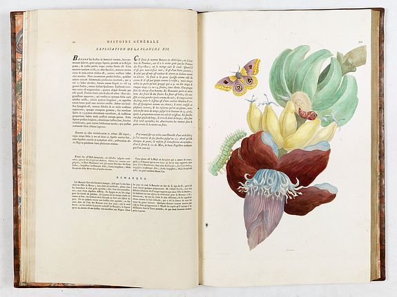 Maria Sibylla Merian