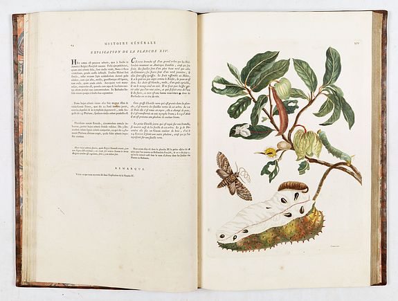 Maria Sibylla Merian