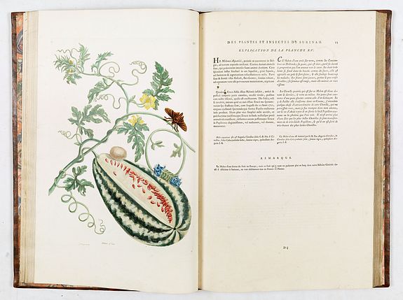 Maria Sibylla Merian