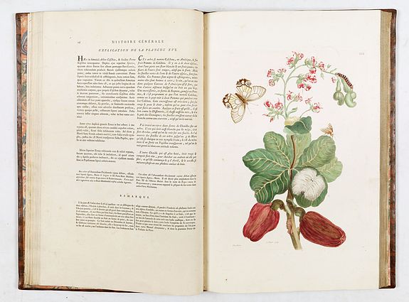 Maria Sibylla Merian