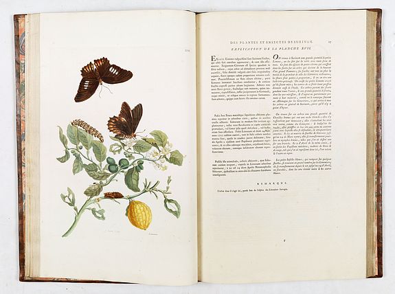 Maria Sibylla Merian