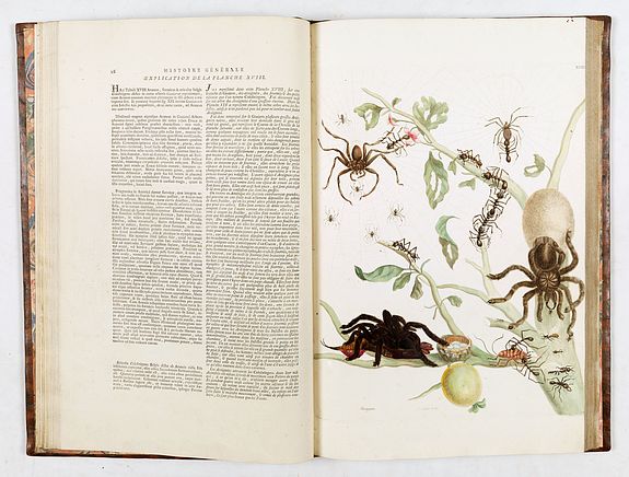 Maria Sibylla Merian