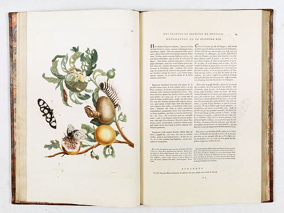 Maria Sibylla Merian