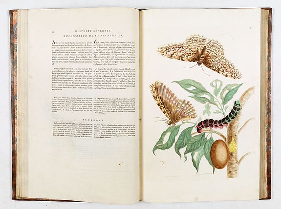 Maria Sibylla Merian