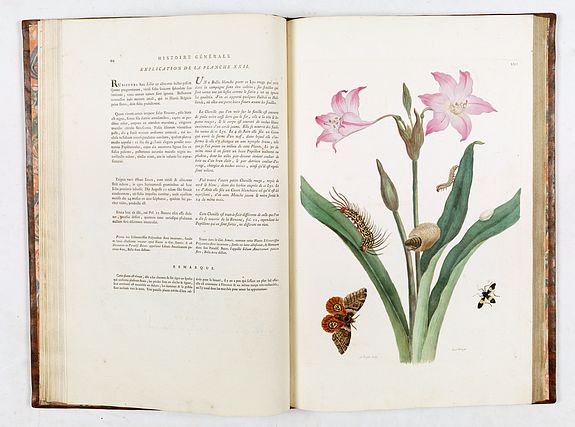 Maria Sibylla Merian