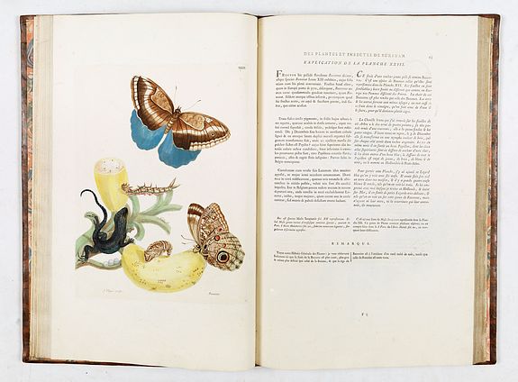 Maria Sibylla Merian