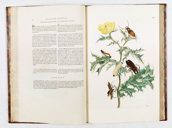 Maria Sibylla Merian