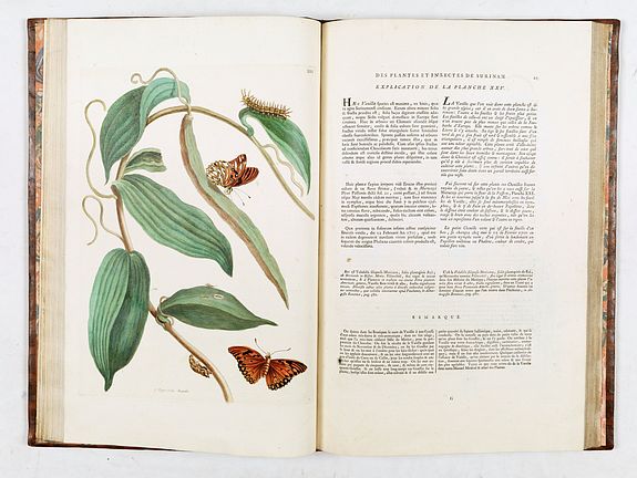 Maria Sibylla Merian